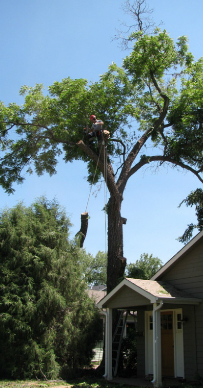 removing a tree in boulder co