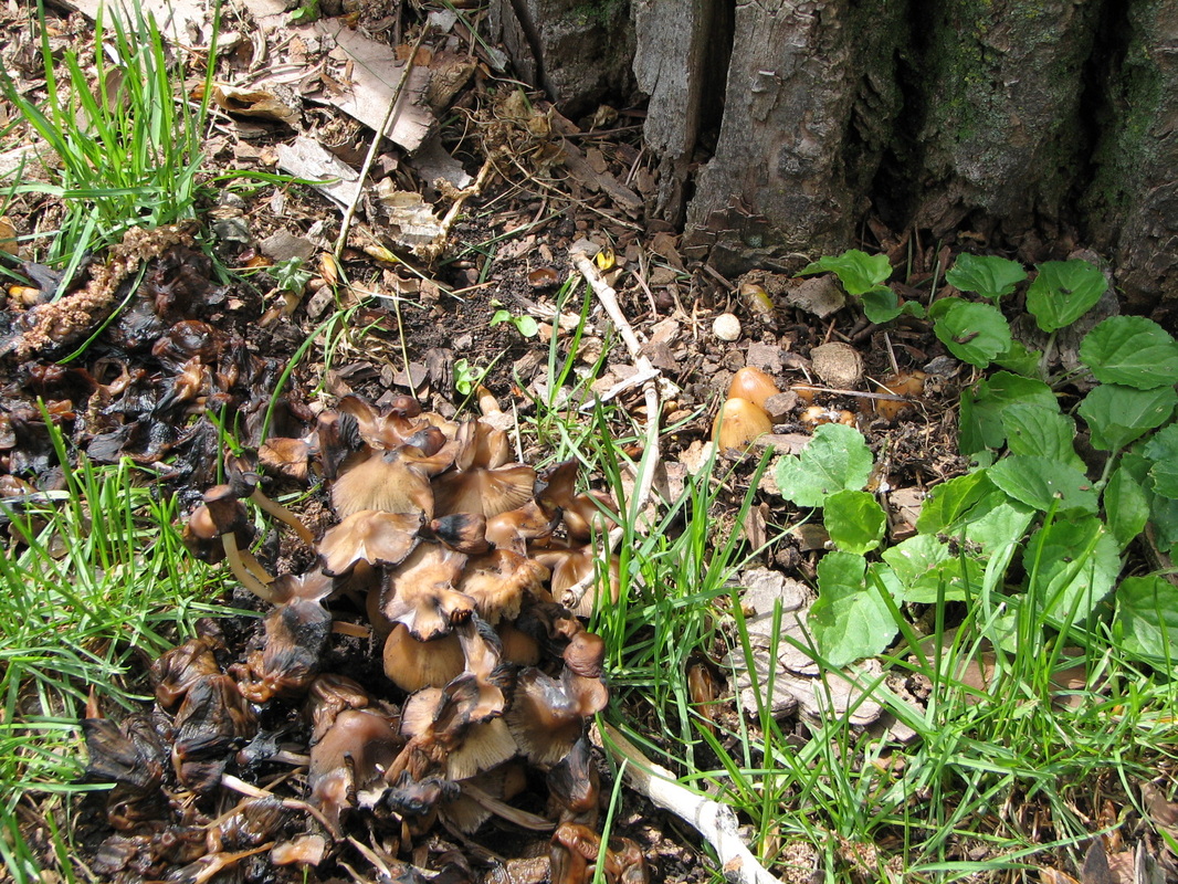 Mushrooms can indicate root rot, and a potential hazard.