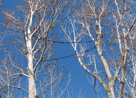 2 cables in a cottonwood